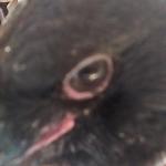 post-61446-1436010201_thumb.jpg