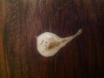 post-61595-1455183395_thumb.jpg