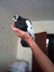 post-62069-1436711329_thumb.jpg