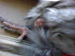 post-62288-1473066965_thumb.jpg