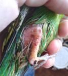 post-62722-1439815803_thumb.jpg