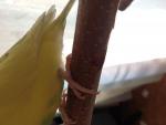 post-62864-1440143426_thumb.jpg