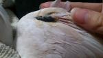 post-62877-1462284100_thumb.jpg