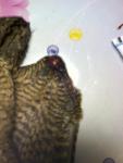 post-63045-1441357072_thumb.jpg