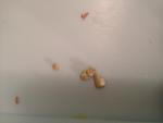 post-63105-1441892462_thumb.jpg