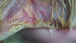 post-63253-1445511161_thumb.jpg