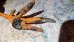 post-63740-1456354646_thumb.jpg