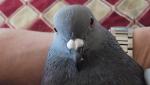 post-63750-1494603158_thumb.jpg