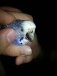 post-63766-1446326964_thumb.jpg