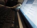 post-63877-1447084054_thumb.jpg