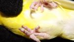 post-63977-1447772267_thumb.jpg
