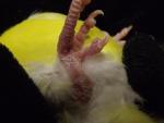 post-63977-1447791791_thumb.jpg