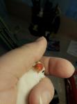 post-64082-1490218505_thumb.jpg