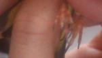 post-64759-1454058025_thumb.jpg