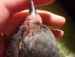 post-64799-1496117513_thumb.jpg