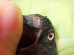 post-64799-1496121457_thumb.jpg
