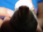 post-64959-1455389188_thumb.jpg