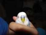 post-64959-1455389228_thumb.jpg