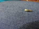 post-64959-1455389862_thumb.jpg