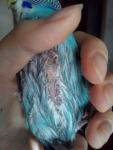 post-64983-1455547608_thumb.jpg