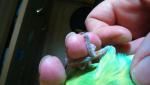 post-65042-1455911463_thumb.jpg