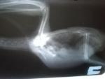 post-65338-1505837495_thumb.jpg