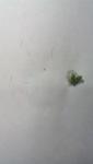 post-65408-1458744960_thumb.jpg