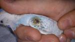 post-65479-1459057748_thumb.jpg