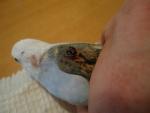 post-65479-1459173890_thumb.jpg