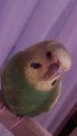 post-65507-1459593074_thumb.jpg