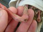 post-65705-1465118578_thumb.jpg