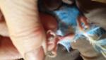 post-66118-1465296254_thumb.jpg