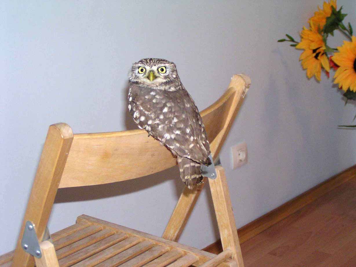 Сыч домашний
