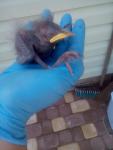 post-66512-1465893614_thumb.jpg