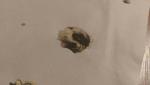 post-67038-1470414011_thumb.jpg