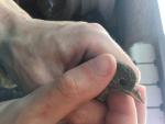 post-67149-1467988008_thumb.jpg