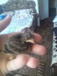 post-67311-1468656676_thumb.jpg
