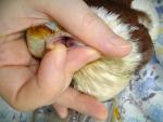 post-67367-1468840155_thumb.jpg