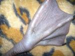 post-67532-1470843101_thumb.jpg