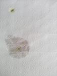 post-67688-1499025162_thumb.jpg