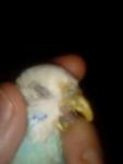 post-68023-1472220326_thumb.jpg