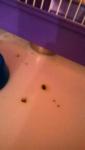 post-68315-1474214051_thumb.jpg