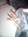 post-68534-1484709393_thumb.jpg