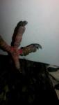 post-68534-1484753646_thumb.jpg