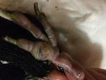 post-68774-1480869012_thumb.jpg
