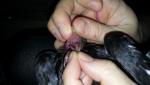 post-68798-1478764148_thumb.jpg
