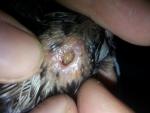 post-68798-1479121826_thumb.jpg