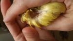 post-68903-1478977619_thumb.jpg