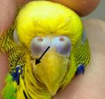 post-68931-1480455627_thumb.jpg