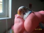 post-68932-1479027651_thumb.jpg